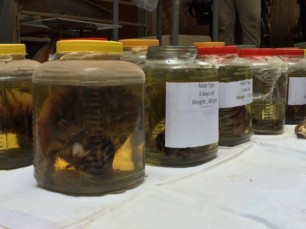 Pickled Tigers from Kanchanaburi, via Richart Miyer
