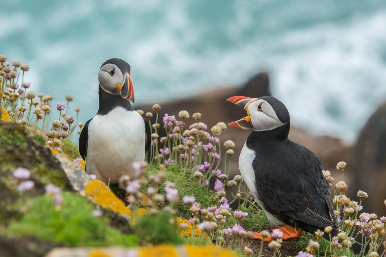 Vögel sind diskussionsfreudiger als ihr (Photo von Wynand van Poortvliet)